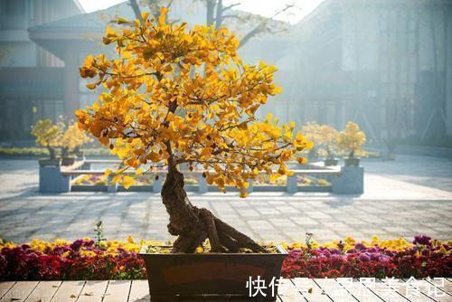 家里面|家门口种上3棵树,聚气养人旺三代,富贵人家都种了