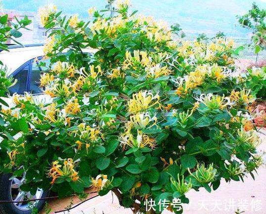 金银花|5种“养人花”,你养着它,它也养着你,家里空气清新,人健康