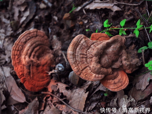 灵芝科|农村常见的“树舌头”，是补肝肾健圣品，以后上山见到别忽视