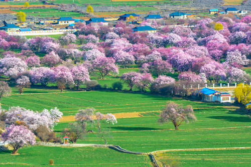 西藏“小江南”迎来桃花季，这3个地方壮观绚丽，赏冰川峡谷中桃花