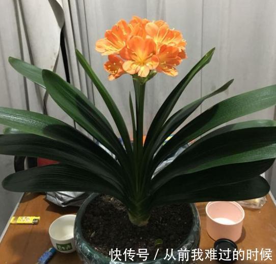 腐叶土|用自制“腐叶土”养君子兰，君子兰疯长爆盆，叶子油绿，呼呼开花