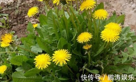 农村|农村这些野菜,家里可以种植,食用价值高,营养很丰富