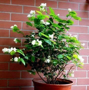 生长的较|养茉莉花,“3件小事”做到位,就可以“静待花开”,且花大味香