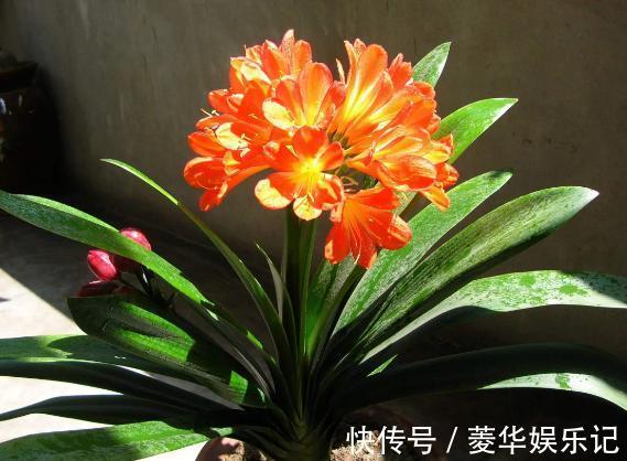 长寿花|养君子兰、长寿花,盆里撒点“万能肥”,新芽猛长,呼呼开花!