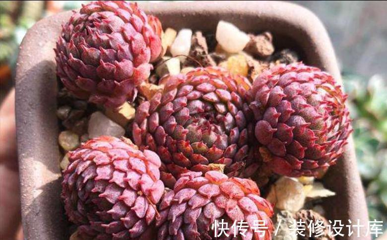7种多肉“最难养”,一进夏天就挂,新手慎入