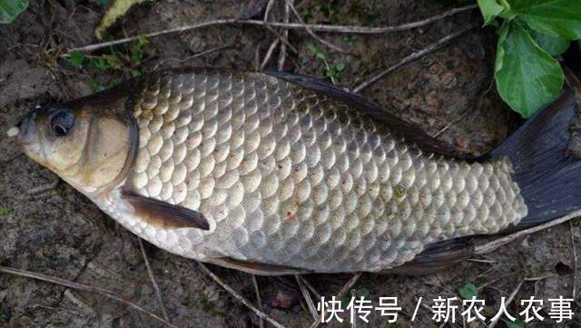 湖北一男子冒着寒冷通宵夜钓,妻子发现鱼获不对劲,网友:别乱想