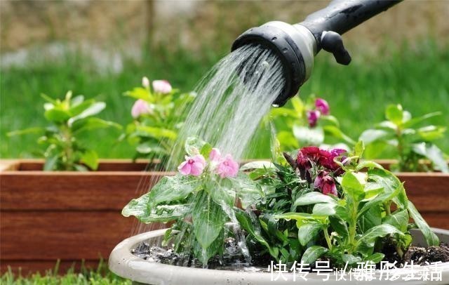 水壶|养花浇水容易“阴阳水”,教你3个小技巧,一次就浇透让花喝个够