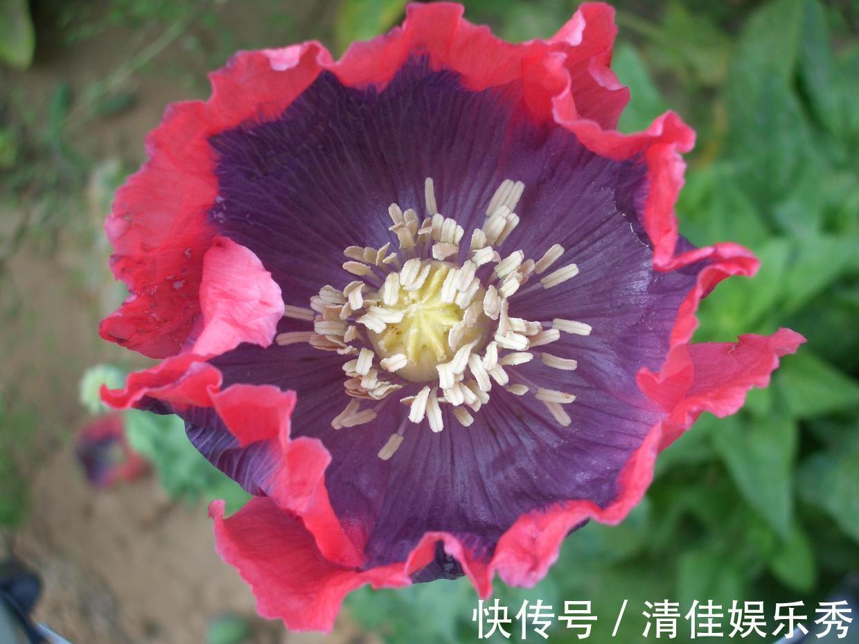 1种花千万不能碰,只要养1棵,就可能招来“牢狱之灾”