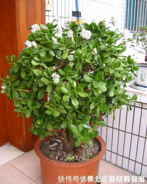 天冷|天冷了,15种漂亮花喜欢“大太阳”,多晒长得壮,花更多