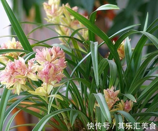 秋冬季节买兰花,一个要点要牢记,掌握了才能快速开花,长爆盆