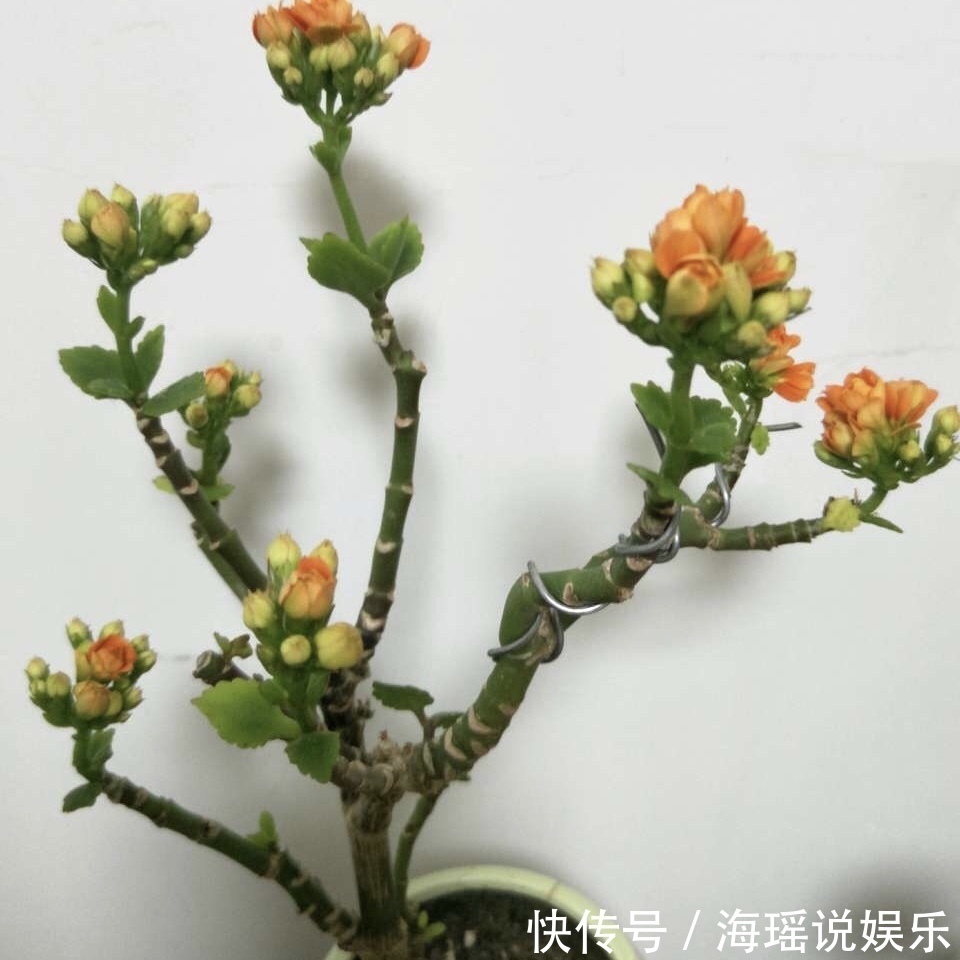 修剪|这花10块钱买一盆，养2年变老桩，叶子密、开花旺，每家都有