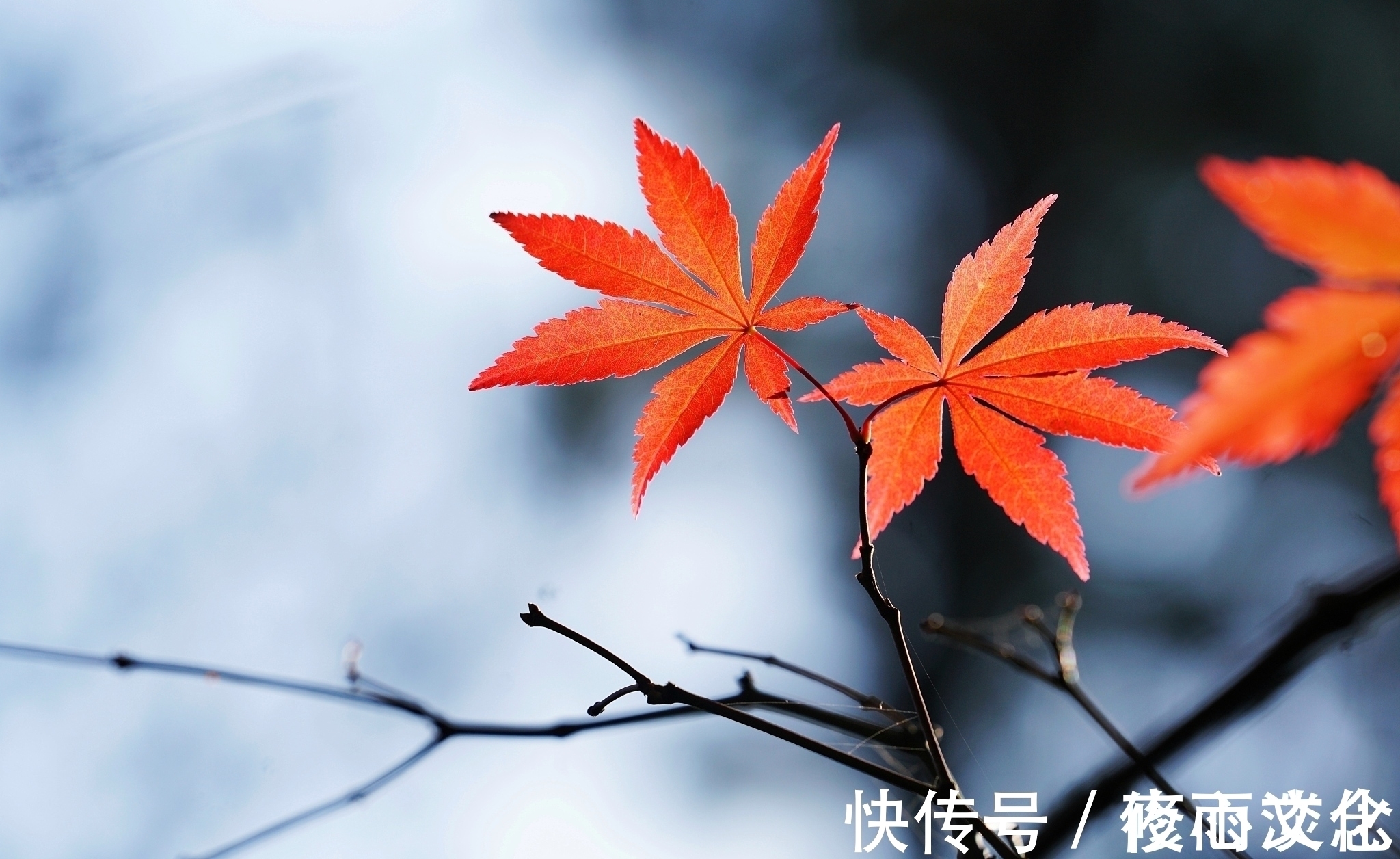 相思@一叶知秋,一念情深,谁是你眼底的惆怅,谁又是你纸上的相思