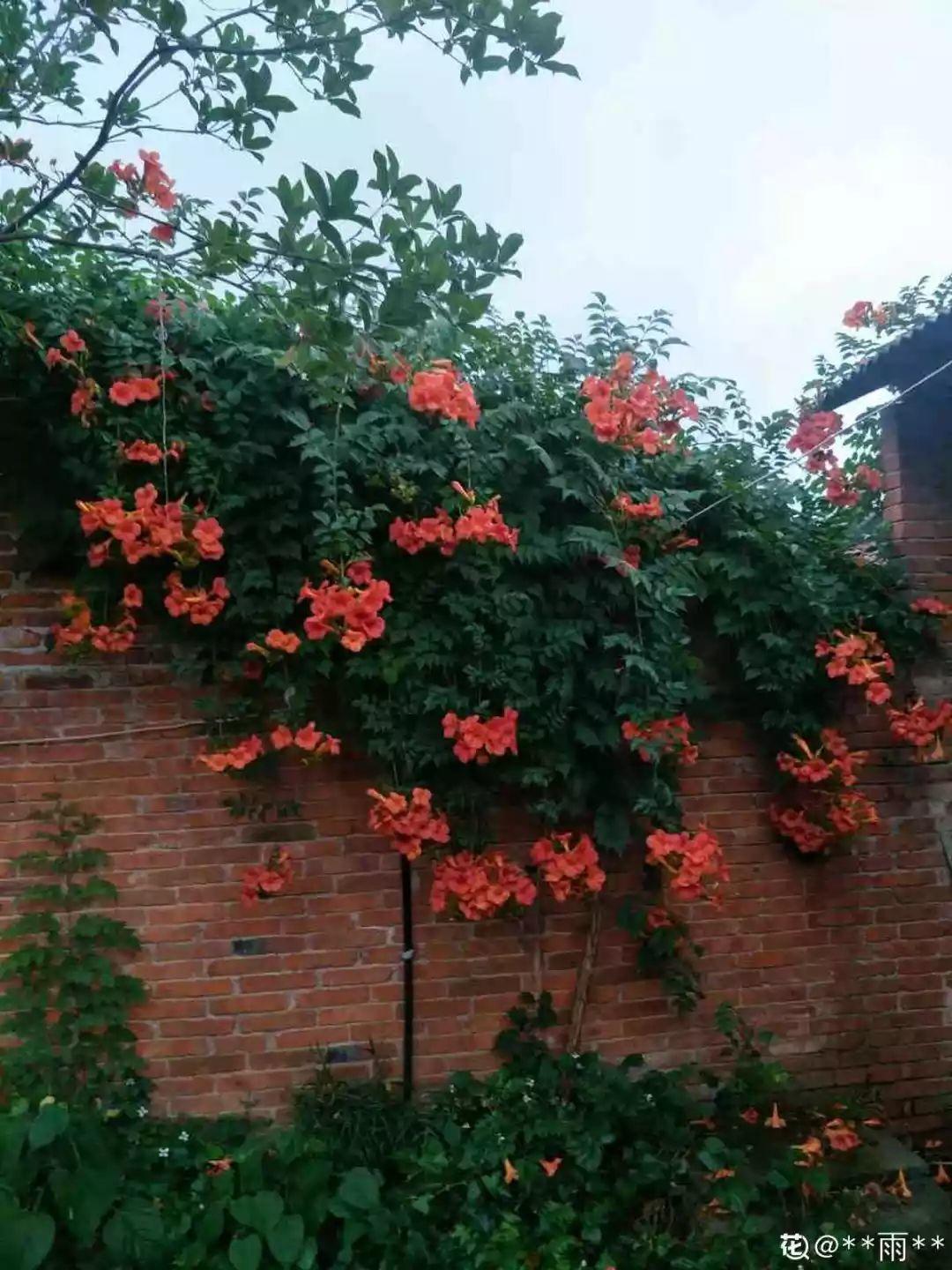 7种花要慎养,房前屋后都爬满,邻居有意见!