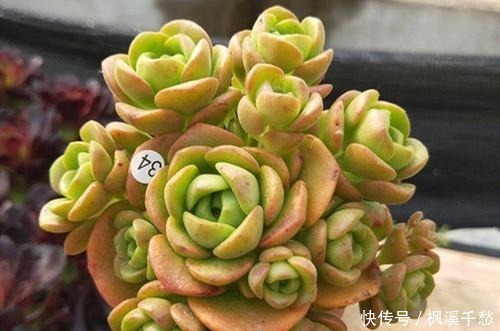 多肉|多肉中的5朵“金花”,价格贵点也愿意买,新手养起来都上瘾!