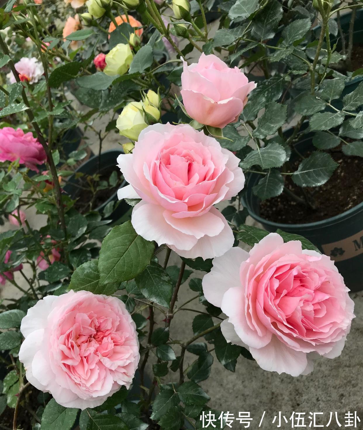 仙女|月季花界的“仙女”,又美又仙,浓香四溢,阳台也能养