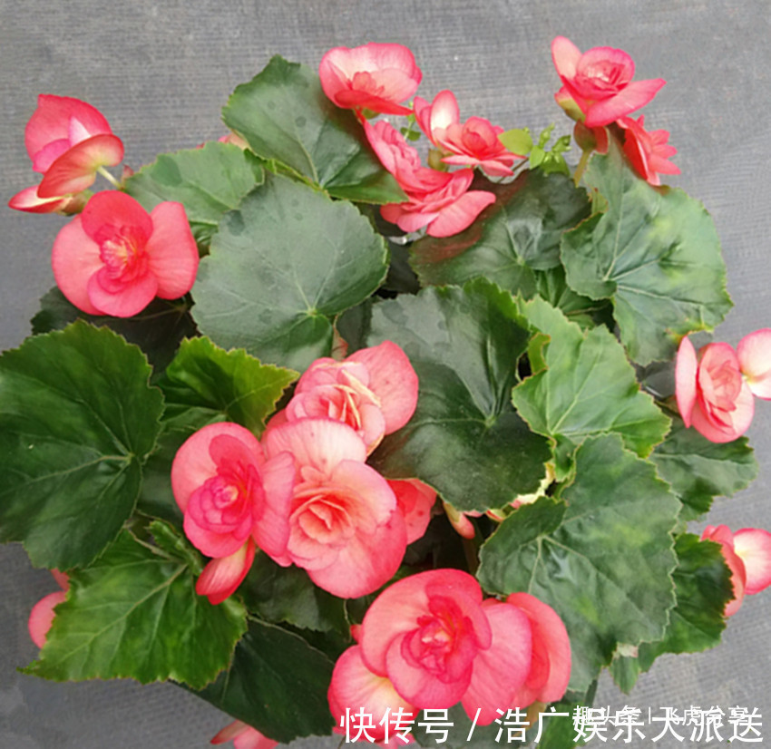 五种常年不落花的居家盆栽,花开四季,比长寿花好看还好养