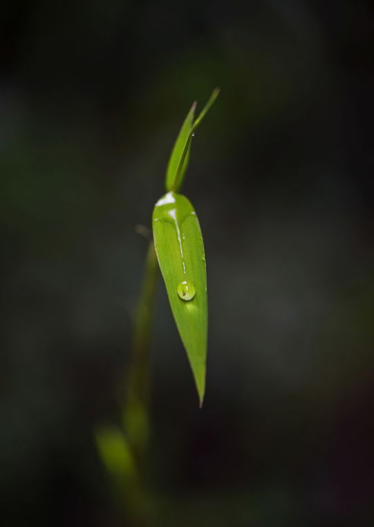 等我们老了,找个院子,清晨养花,傍晚喝茶。
