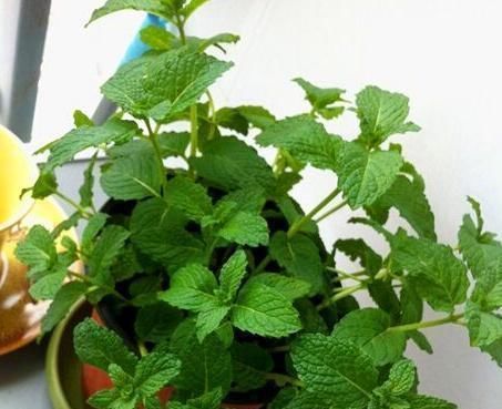 这3种植物,越“丑”越要养,在家养1盆空气清新,身体更健康