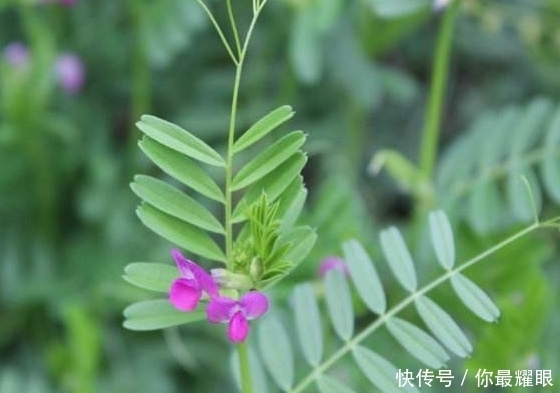芨芨菜|这3种野菜味美可口，还补肾调经，祛痰止咳，有钱都难买！