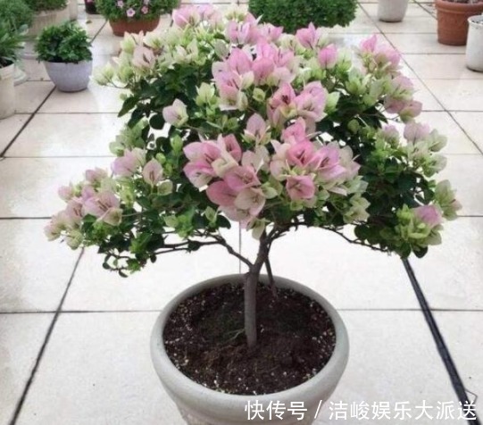 技能|三角梅开花的三个技能，掌握一个就能开花不断，并且一年都在开！