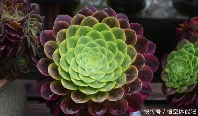 花一变这样,就是休眠了,赶紧换个地方养!花一变这样,就是休眠了,赶紧换个地方养!