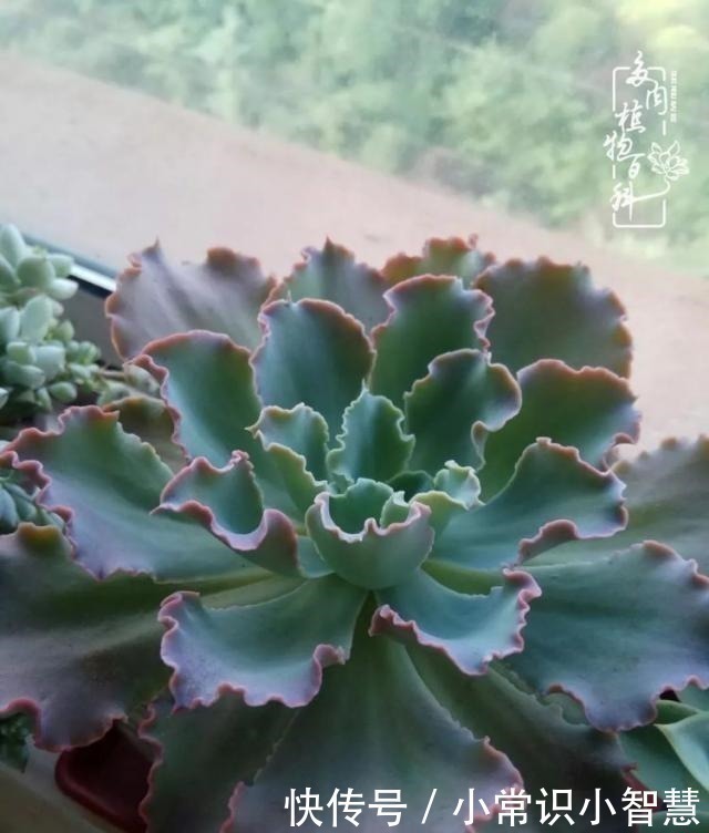 艳日辉|我是多肉飘窗党，我来晚了！我是多肉飘窗党，我来晚了！
