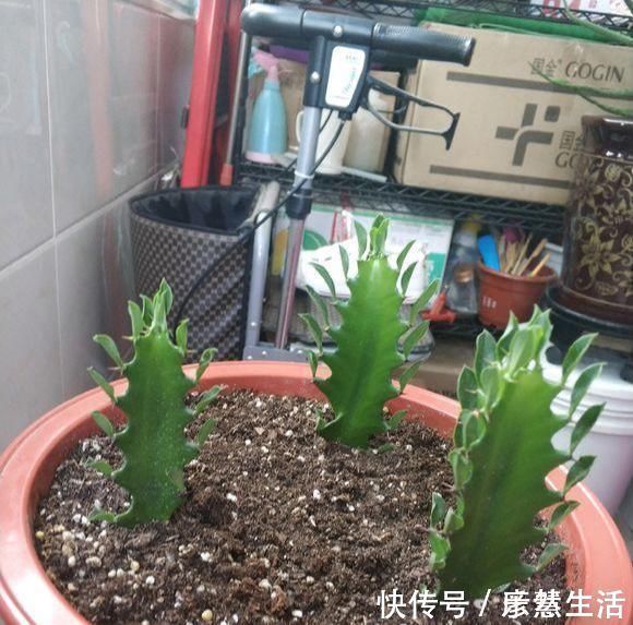 墨麒麟|虽然带“刺”,却是好宝贝,养在家中可以镇宅,能净化室内空气