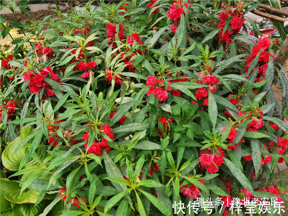 院子里种了许多凤仙花，采摘一些，自己染个头发