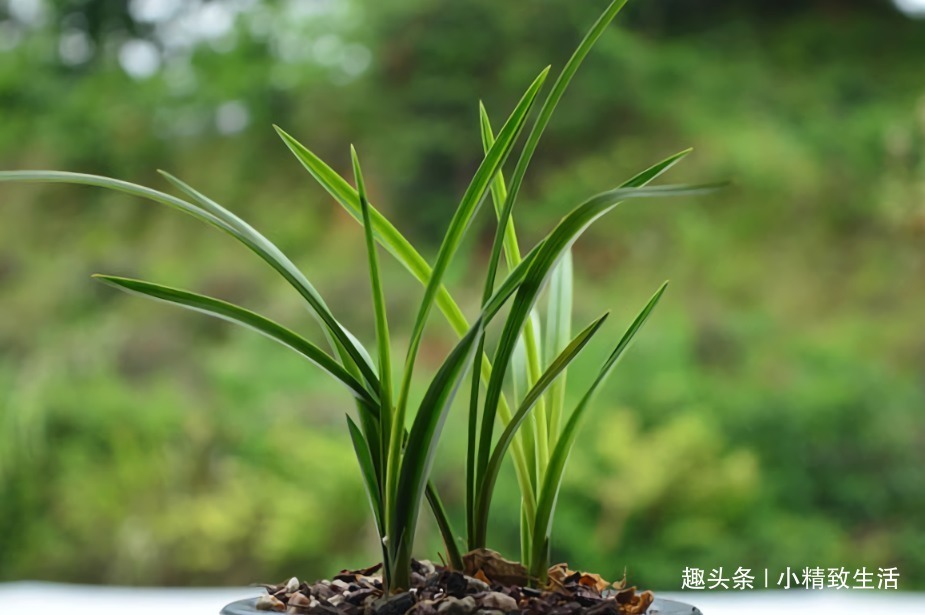 新手养兰花,4个误区别犯,不然好心办坏事,等着收空盆