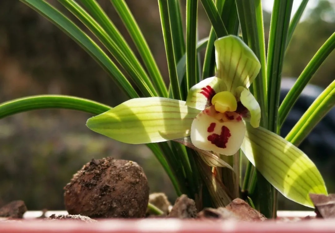 兰花|养春兰最怕什么?黄叶、卷叶、花朵细小,这些都是怎么形成的?