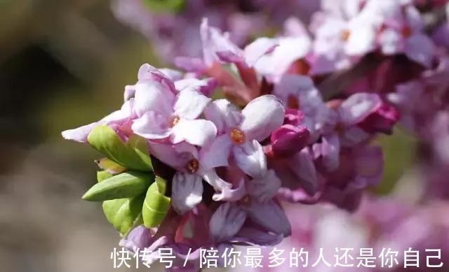 栀子花|适合家里养的十种带有香味的花，你家里有吗？