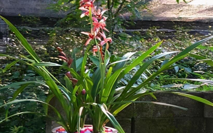 兰花过冬做足3点,不仅能顺利过冬,花开旺盛还香气满屋