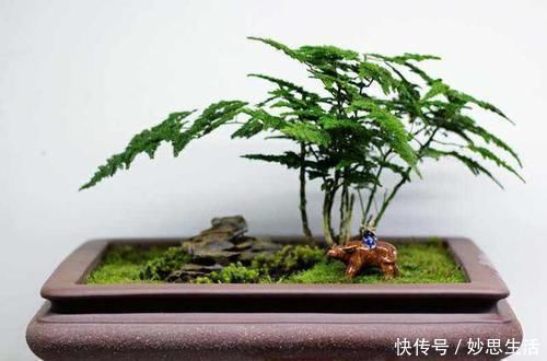 紫砂|想要文竹养的好，三步要做到，叶子绿，株型美还能开出花来