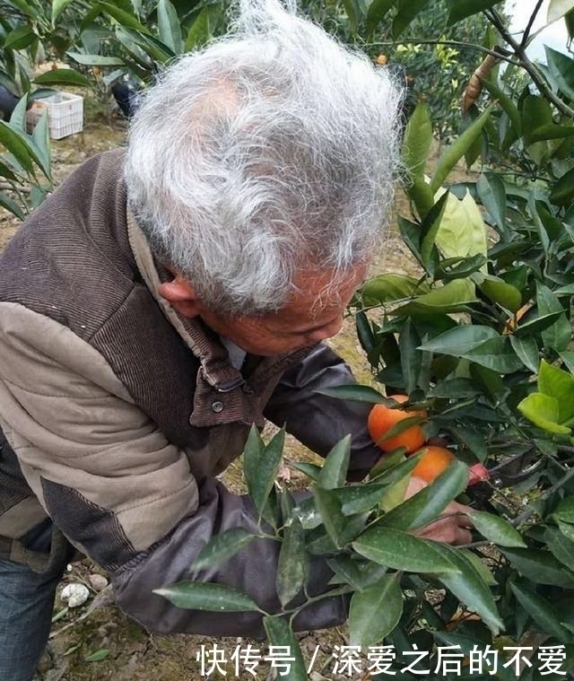  被称之为大山深处的水果之王，很多人都没见过，城里人按个买！