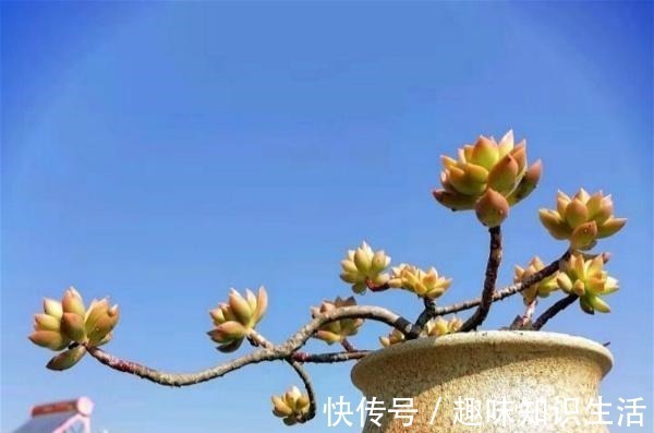 老桩|为数不多的好看又好养的多肉,不徒不挂活得久,3年成漂亮老桩!