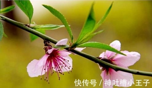 毛藻@三流诗人的绝句,结尾寓意深长,更获得了袁枚的赞赏