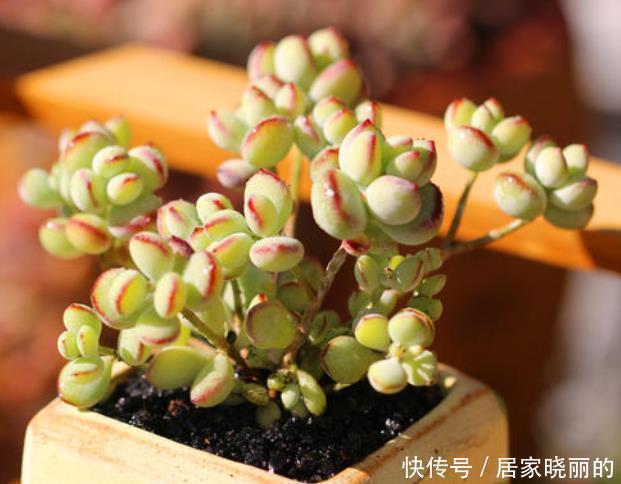 刚开始种多肉选8种,好养且自带“体香”,而且颜值非常高!