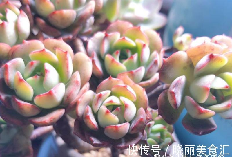 叶有红边且状若玫瑰，它就是多肉艾格尼斯玫瑰，爱它现在就买它！