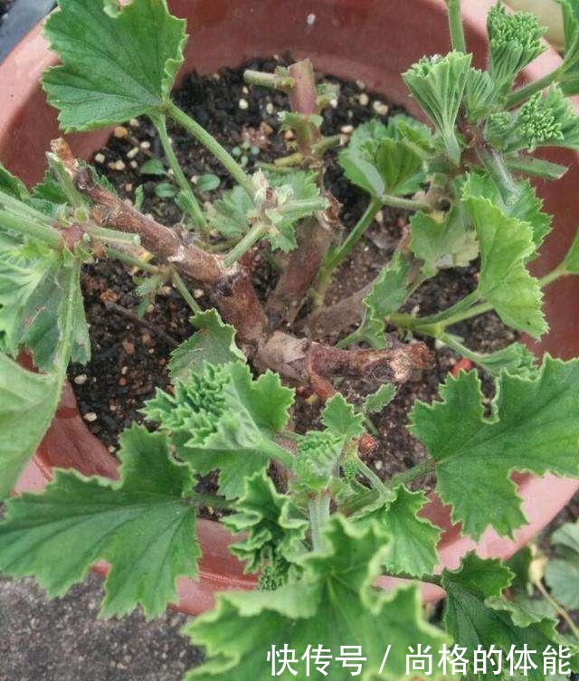 她家只养一种花,一年四季有花赏,原因是做好了四件事!