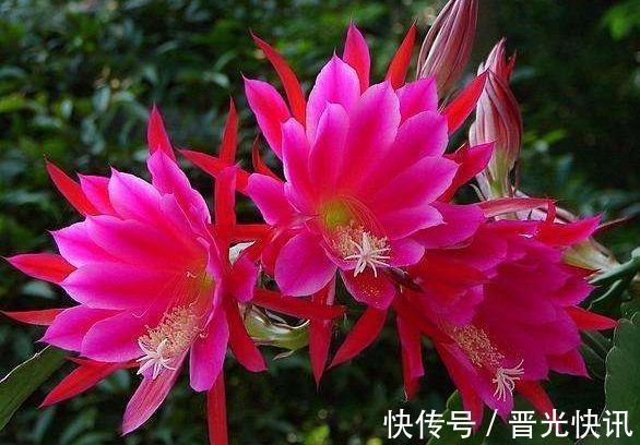 荷花|几种花卉养在家里,花大色艳胜玫瑰,喜庆又漂亮