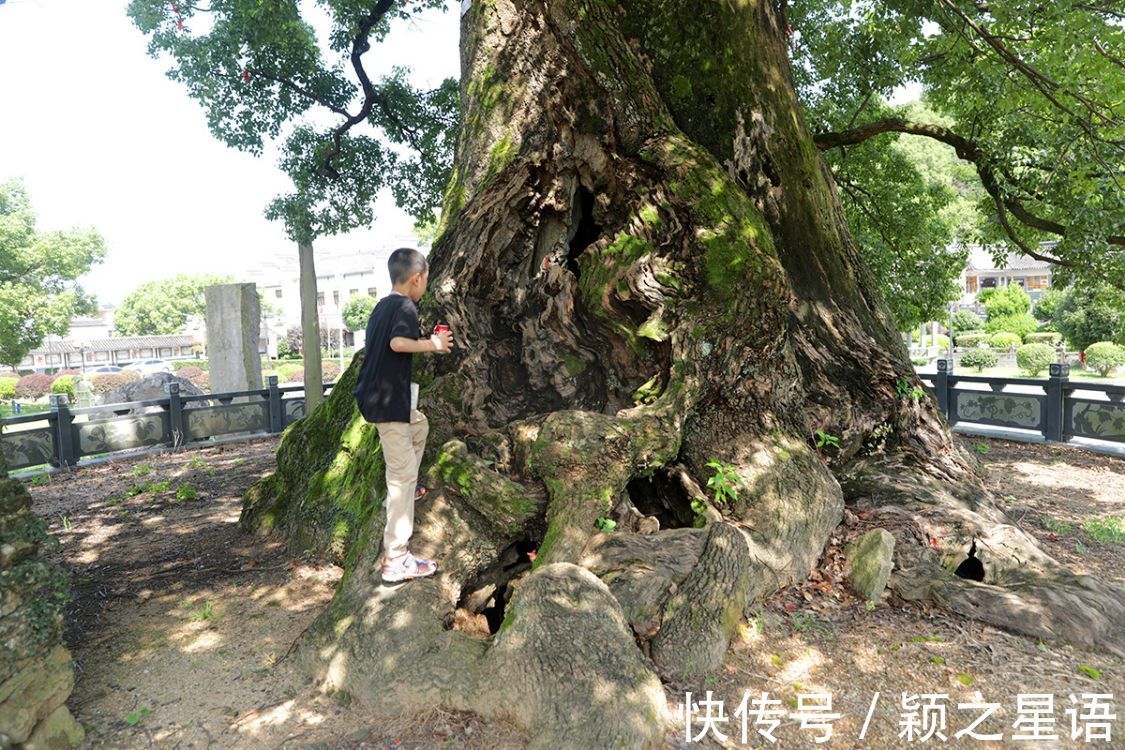 灵芝谷|象山樟岙村，灵芝谷，千年古樟的树洞越来越小