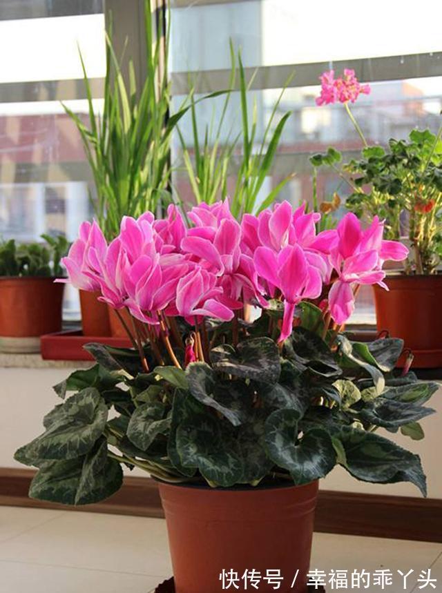 5种“耐寒花”，好看不怕冻，低温也能爆花，一直开到初夏