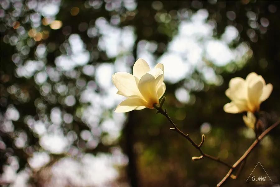 春天如酒,不饮自醉