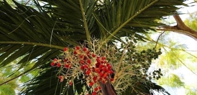 喜爱|被国人嫌弃的水果,却深受迪拜土豪的喜爱,一斤卖到1000元