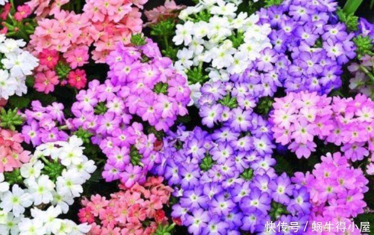 玫瑰花|4种花很好养,耐热耐晒更耐旱,赶快养起来