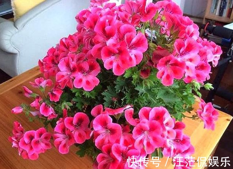 生根|3种花受欢迎,“随便”折个枝就能活,7天生根,立冬就开花
