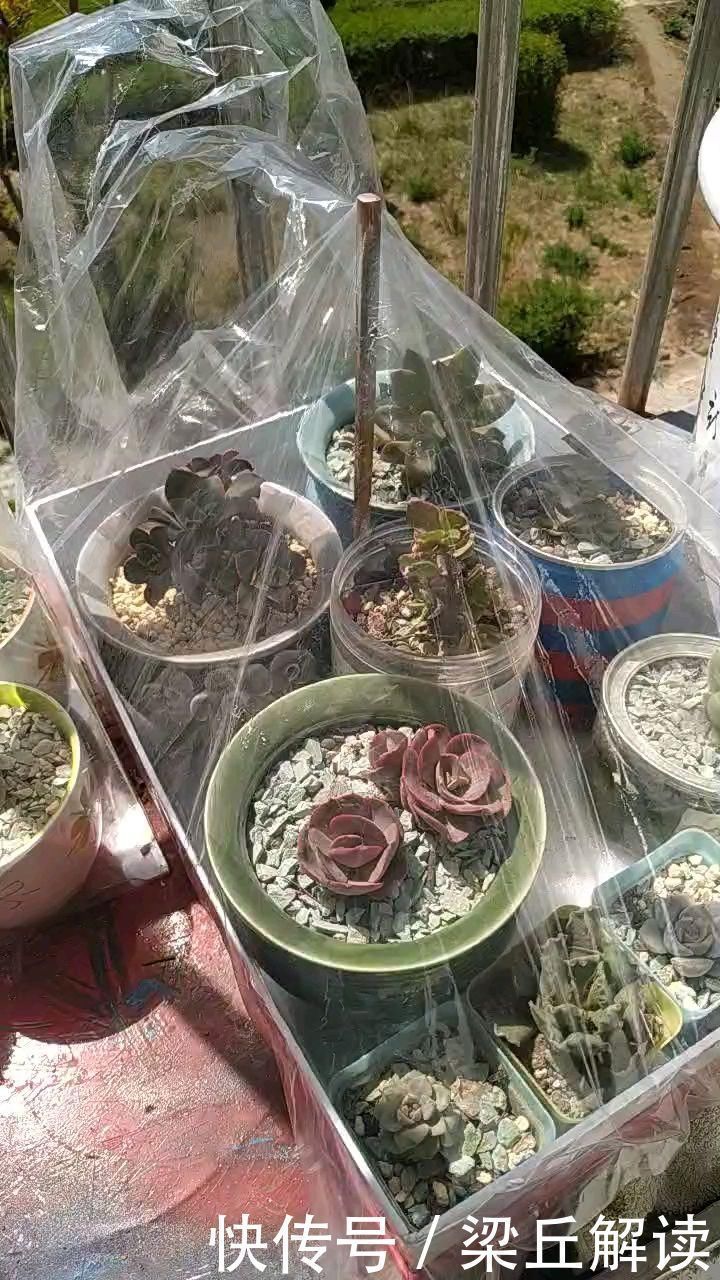 好东西|塑料袋可是养花好东西，套住长寿花，咕噜咕噜冒花苞