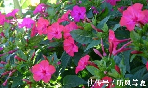 4种花超好养的,随便一养就爆盆,全年开花不断