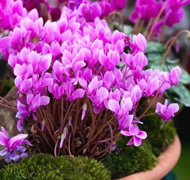 开花|仙客来有“软肋”,绕开3个坑,开花200天,美成花蝴蝶