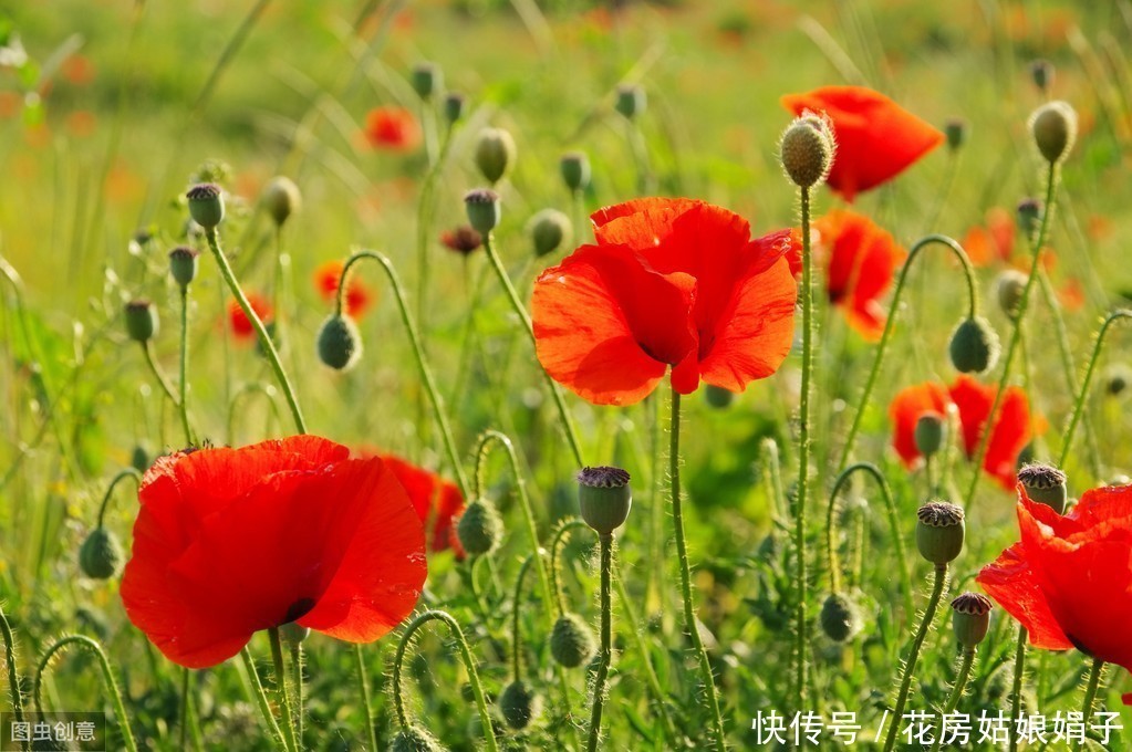 虞美人花开的季节，为霸王别姬返场打Call，从此爱上虞美人